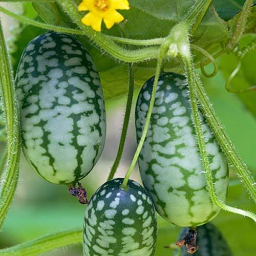 20 Hạt giống dưa hấu mini tí hon F1 siêu trái nhanh ra quả, chống chịu tốt