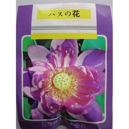 Hạt giống sen bách diệp tím