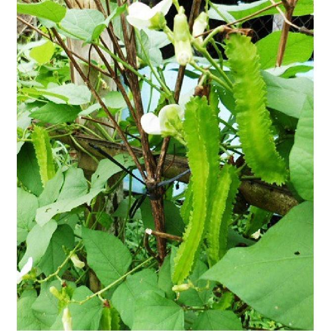 Hạt Giống Đậu rồng Wing bean 666F1