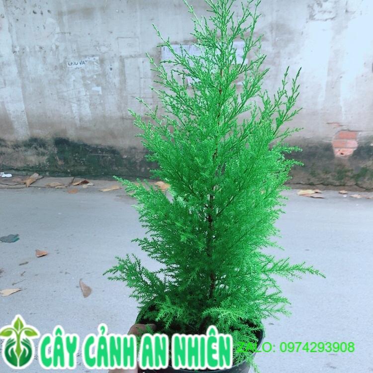 Cây Tùng Thơm