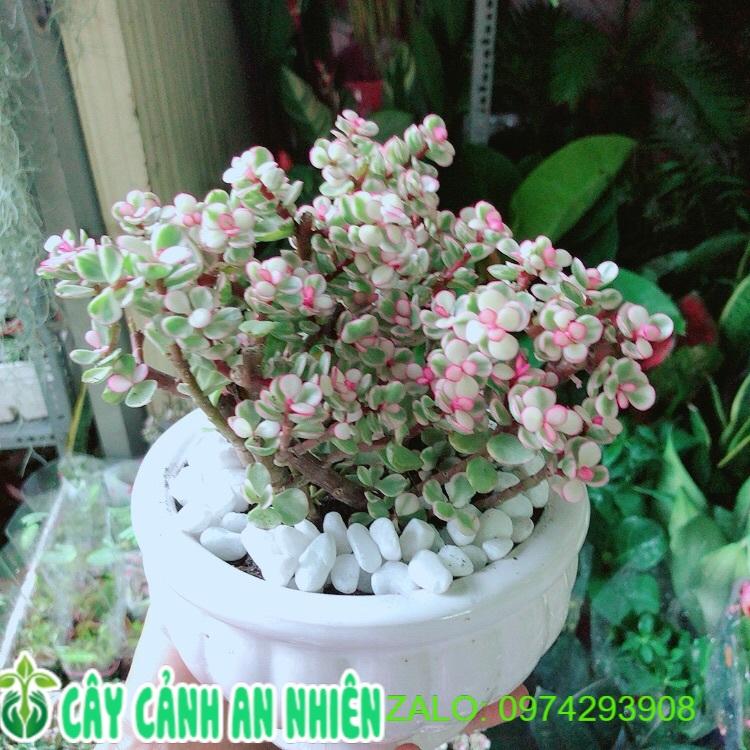 Chậu Cây Cành Vàng Lá Ngọc