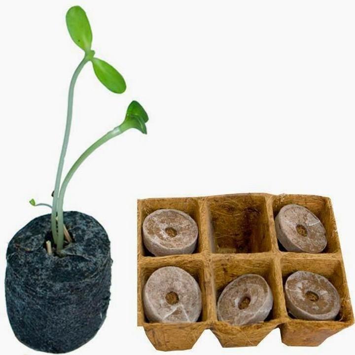 COMBO 50 VIÊN NÉN XƠ DỪA ƯƠM HẠT ,TÁCH NGÓ