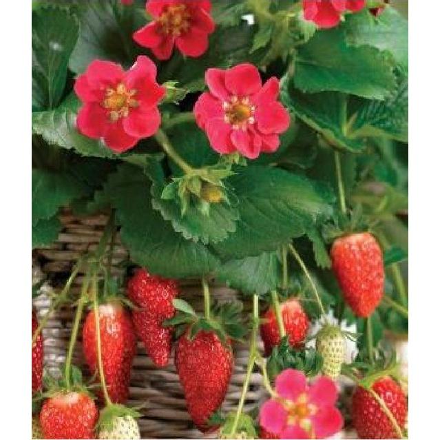 Hạt giống dâu tây đỏ chịu nhiệt KNS3440 - Gói 100 hạt