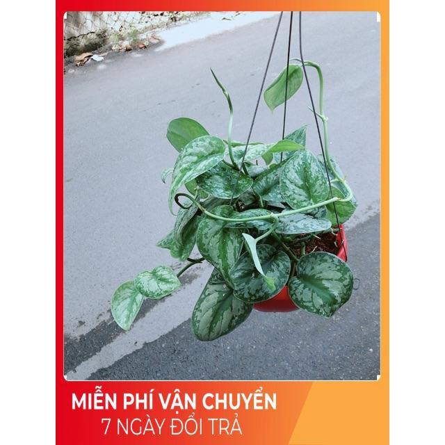 Trầu Bà Lụa