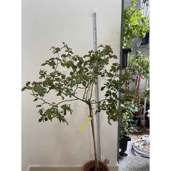 Cây hoa Hồng thân gỗ dáng tree Aio