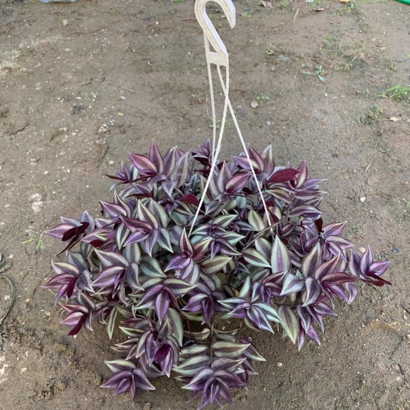 Chậu thài lài treo rủ dài 15-20cm, màu sắc nổi bật đẹp mắt, chậu cây treo trang trí ban công, sân vườn