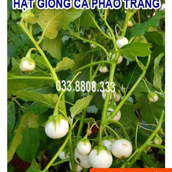 Hạt Giống Cà P.h.á.o Trắng - Tỷ Lệ Nảy Mầm Cao
