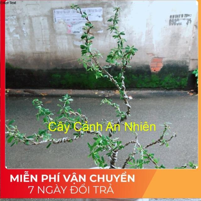 Chậu Cây Linh Sam