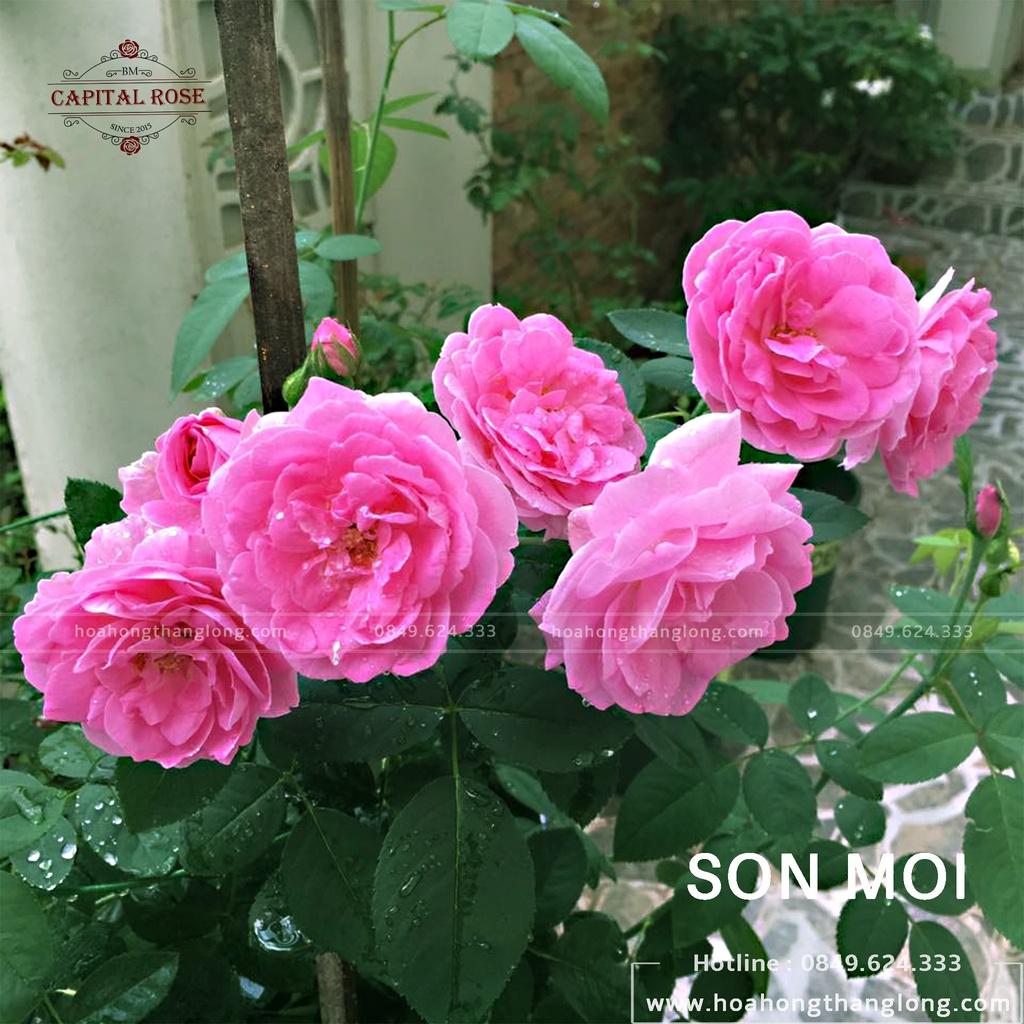 Cây hoa hồng cổ Son môi, dòng hoa cổ thơm nhất VN
