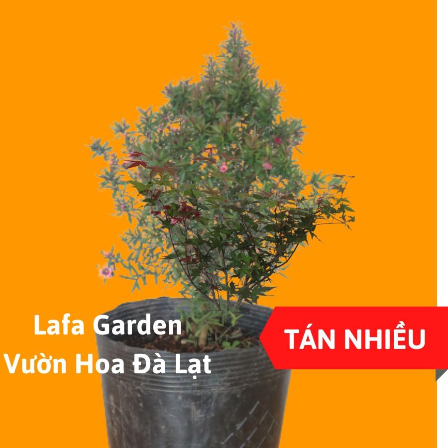 Cây tùng tuyết mai kích thước (40-60cm), có bầu đất khỏe mạnh, sai hoa