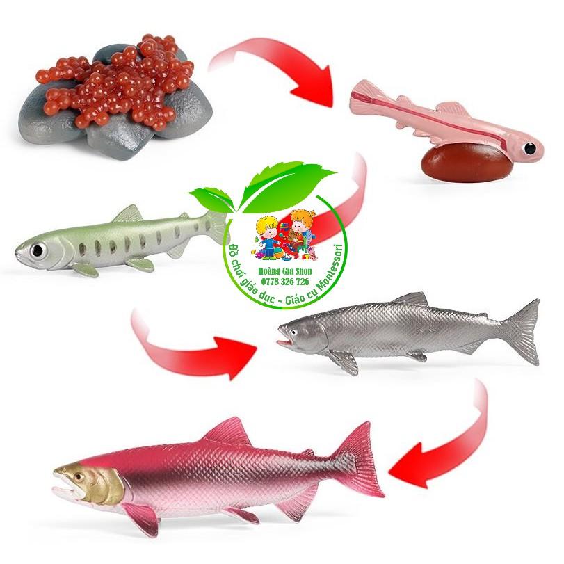 Mô hình vòng đời của cá hồi - Salmon life cycle