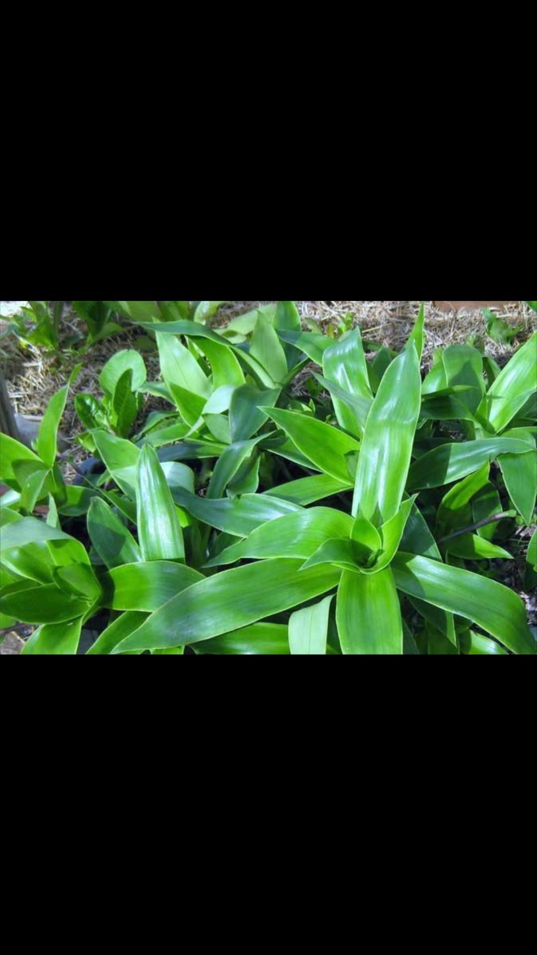 Combo 3 cây Lược Vàng