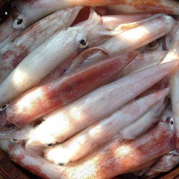 Mực Ống Size L Khay 500g