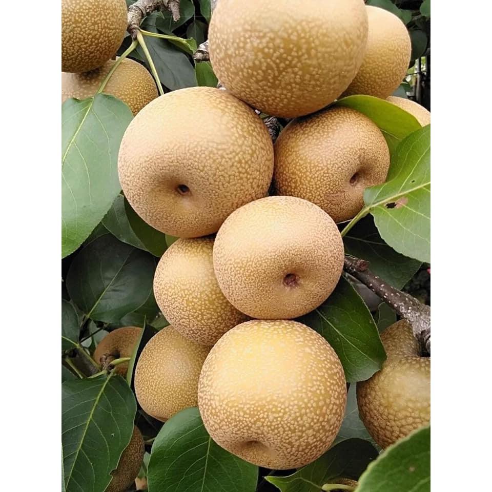 Giống cây lê nâu