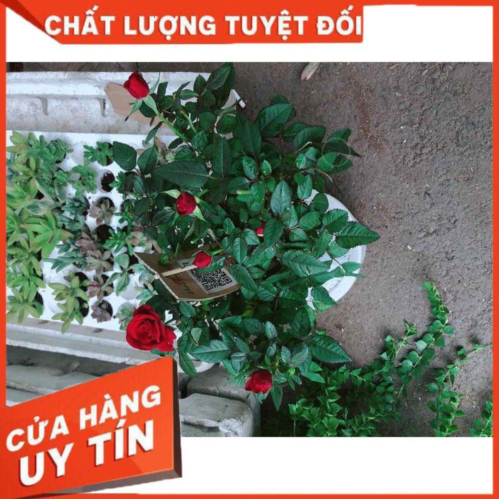 Chậu cây hoa hồng Nhiều Người Mua