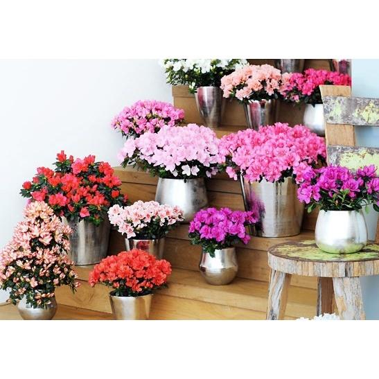 Hoa đỗ quyên nhật bản cánh kép lá nhỏ-chậu cây to có hoa
