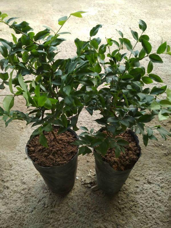 Cây nho thân gỗ tứ quý cây đẹp chuẩn giống