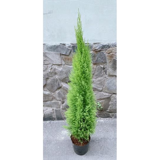 Tùng Thơm Kèm Chậu Sứ Lớn