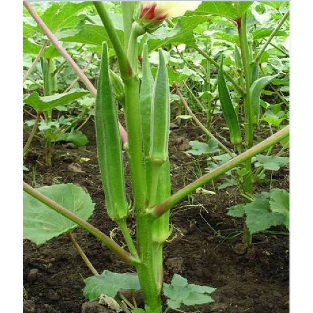 Hạt giống đậu bắp cao sản KNS372 - Gói 10gram