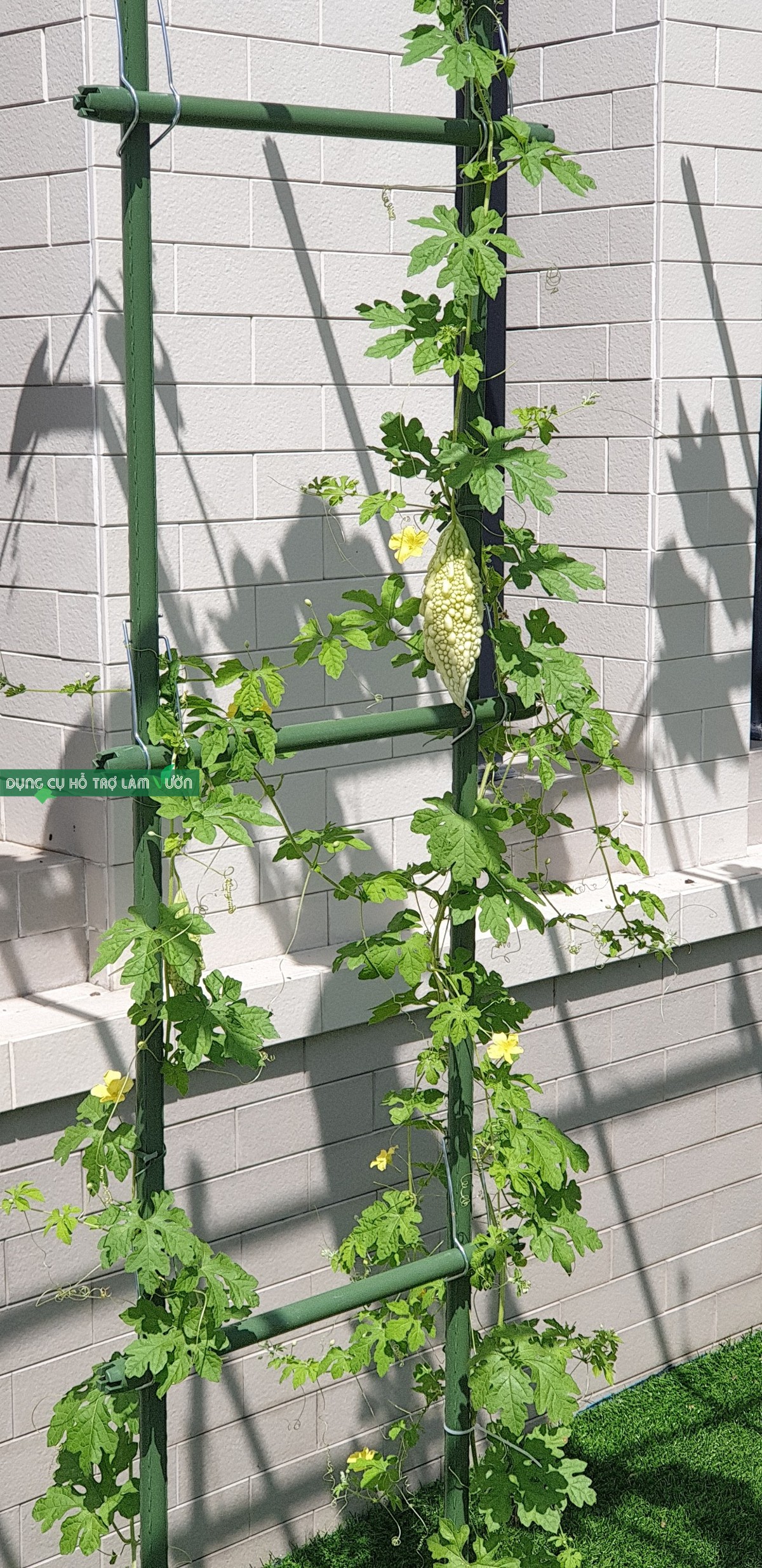 GIÀN THANG CHO CÂY LEO RỘNG 50*CAO 210CM- ỐNG PHI 16