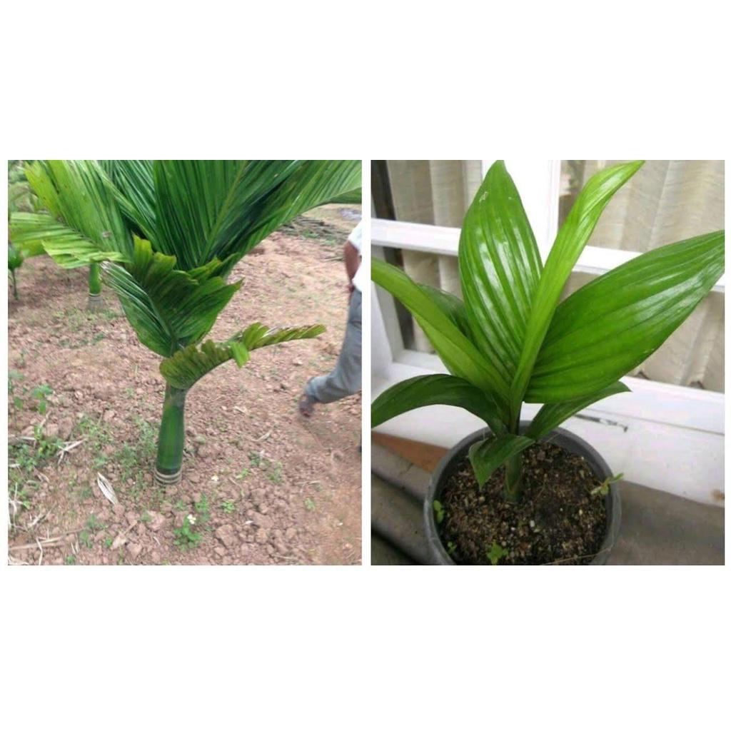 COMBO 3 CÂY GIỐNG CAU TỨ QUÝ LÙN - GIỐNG CHUẨN