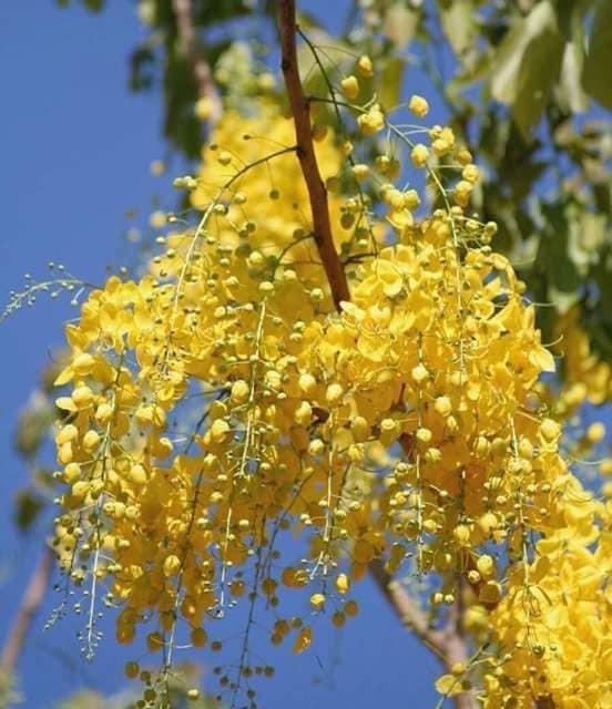 CÂY GIỐNG HOA MUỒNG HOÀNG YẾN