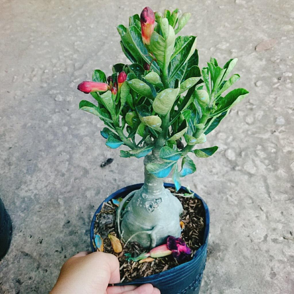Cây Sứ Thái Kép Hoa Tím - cây cảnh để trong nhà + tặng phân bón cho cây