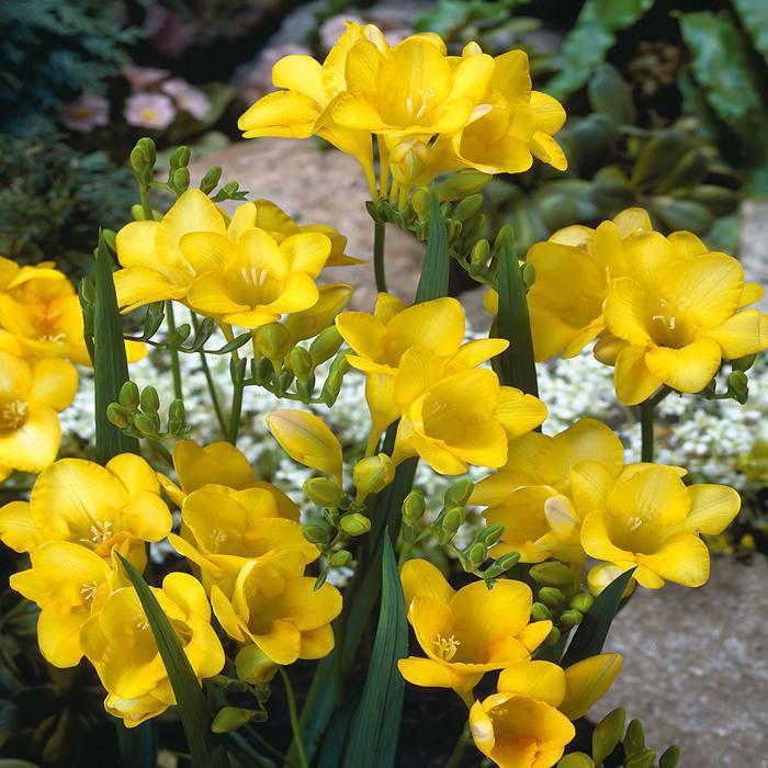 3 Củ giống hoa lan nam phi hoa màu vàng-củ tươi,có mầm sẵn,dể trồng