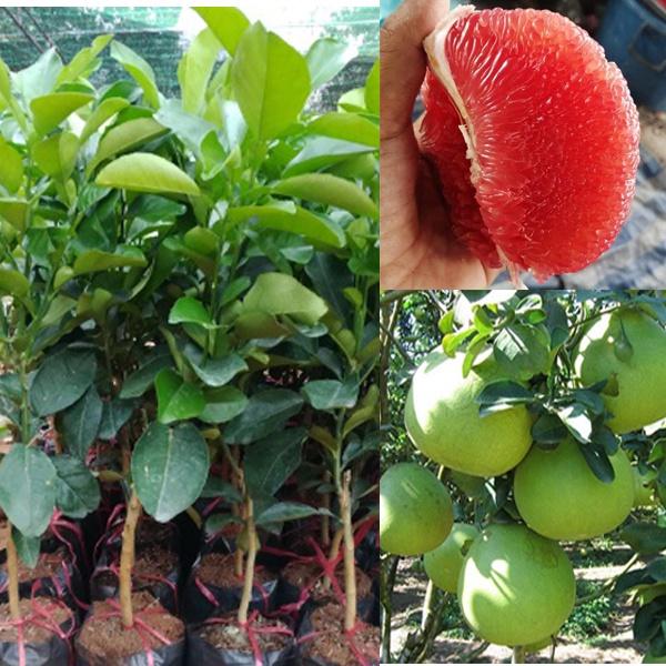 CÂY GIỐNG BƯỞI RUBY ĐỎ THÁI LAN