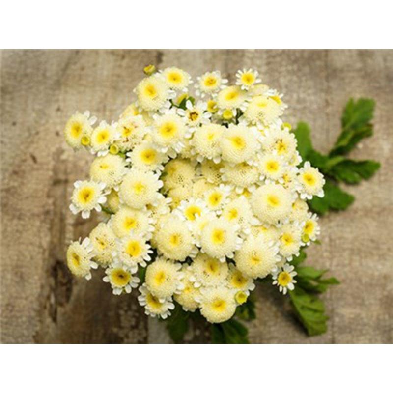 Hạt Giống Hoa Cúc Mini Trắng Nhụy Vàng -Gói 100 Hạt