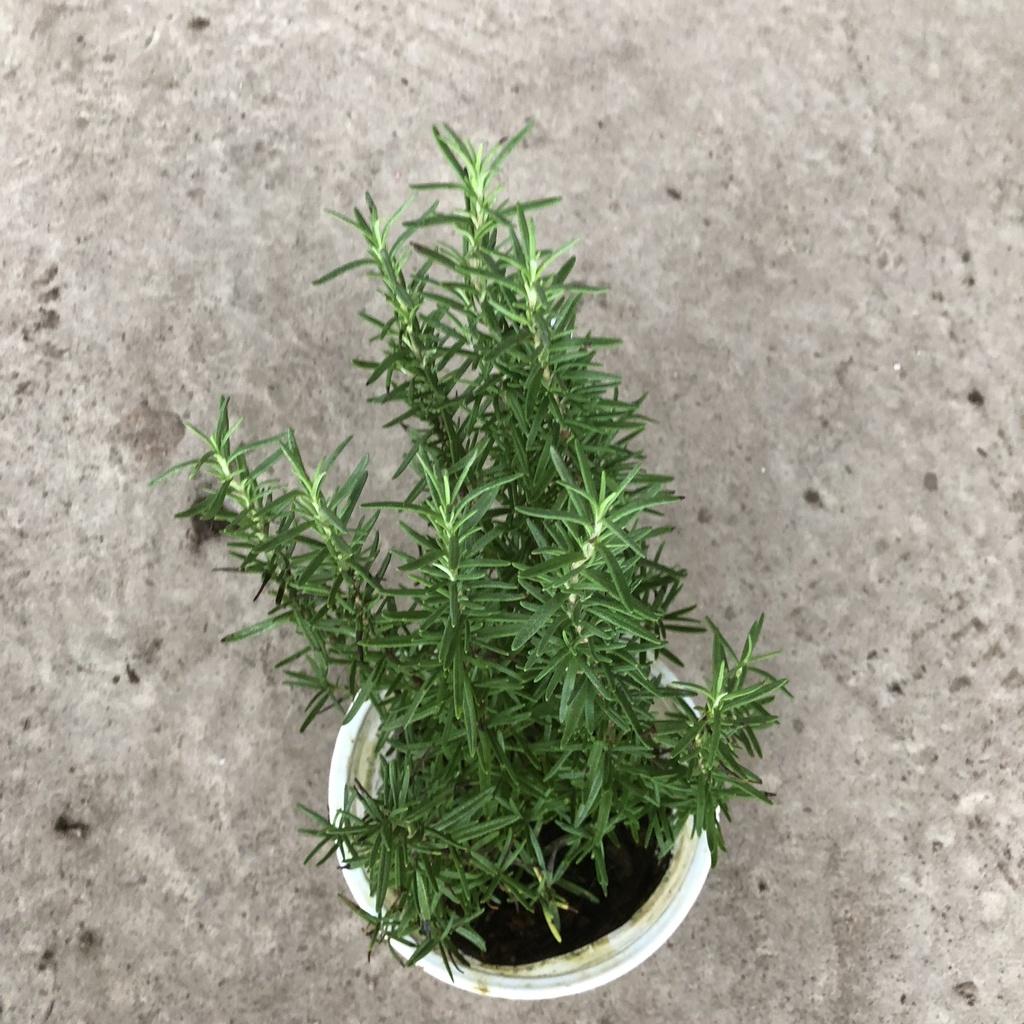 Cây hương thảo Rosemary, Chiều cao 25cm hương thơm đặc biêt nhiều công dụng, thích hợp làm cây dược liệu