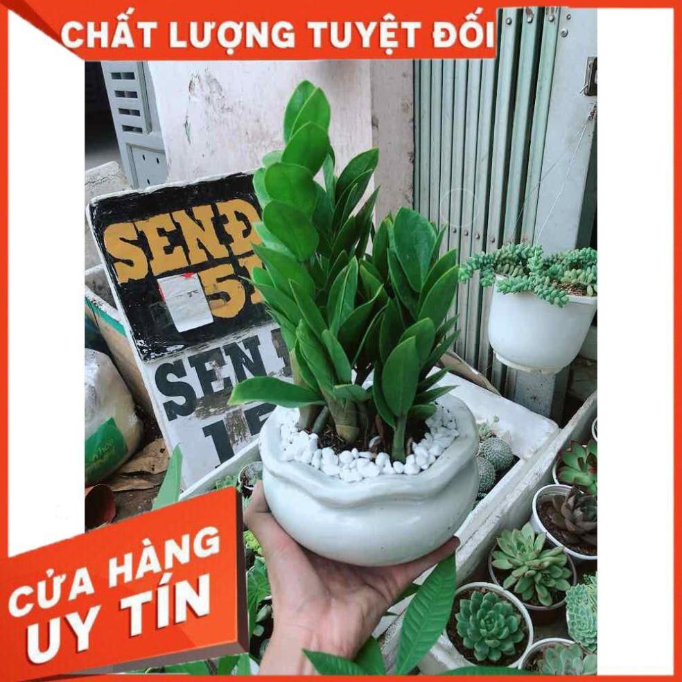 Chậu kim tiền Nhiều Người Mua