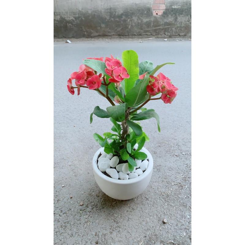 Chậu Xương Rồng Bát Tiên