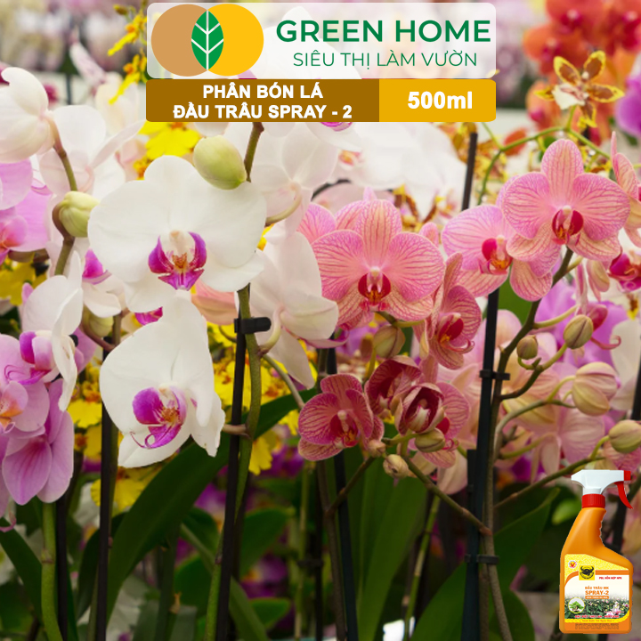 Phân Bón Lá Đầu Trâu Spray-2 Greenhome, Bình Điền, Chai 500ml, Kích Thích Ra Hoa, Chuyên Lan Và Hoa