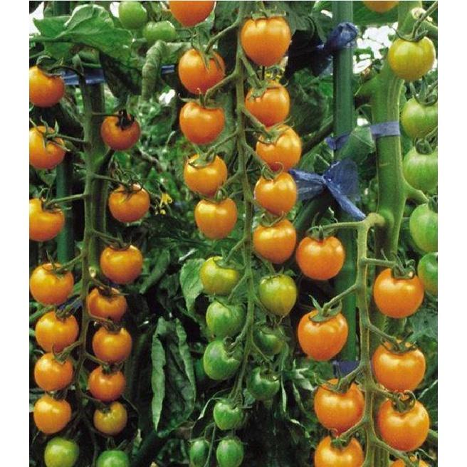 Hạt giống cà chua bi chùm quả vàng dể trồng f1-gói 20 hạt-tặng kèm gói phân bón lót