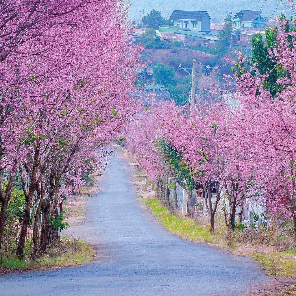 Cây mai anh đào cao 60cm