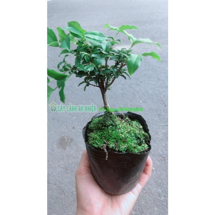 Sam Hương Bonsai