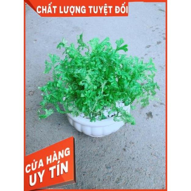 Chậu Rêu Xanh