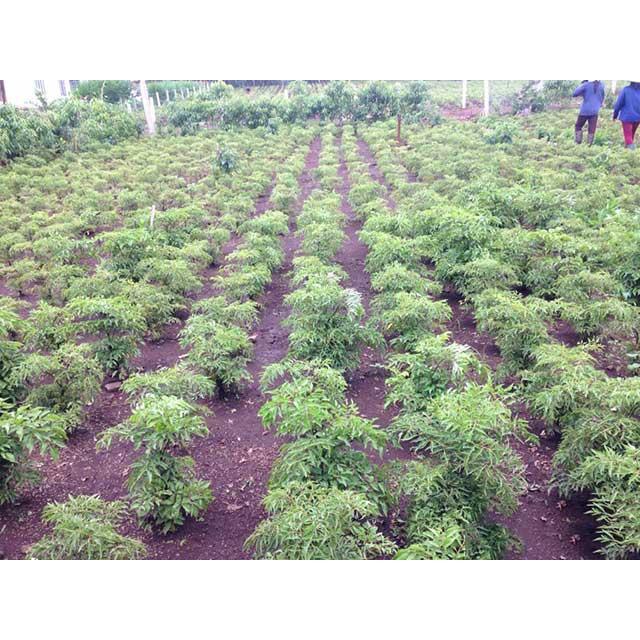 Cây giống Đinh Lăng trưởng thành cao ~ 1m
