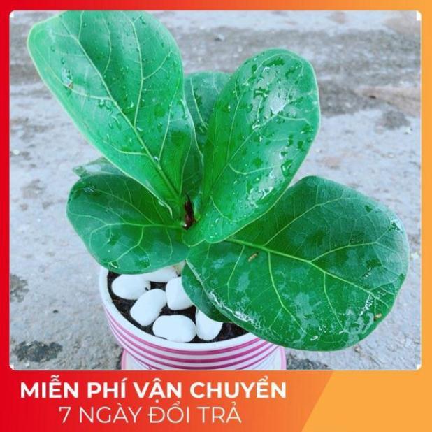 Chậu Bàng Singapore