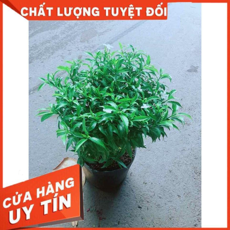 Hoa Chỉ Thiên Nhiều Người Mua