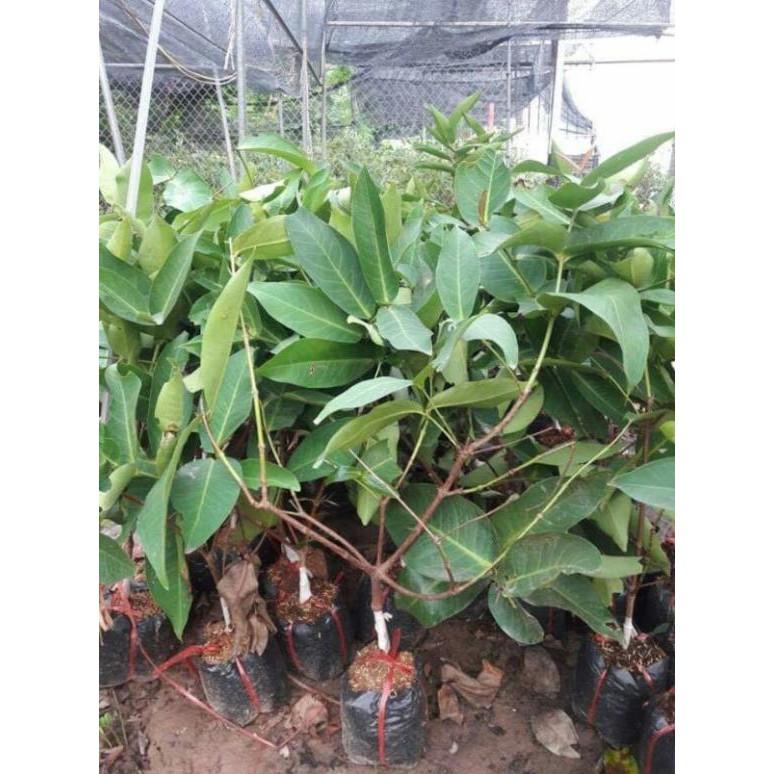 Giống mận đỏ an phước