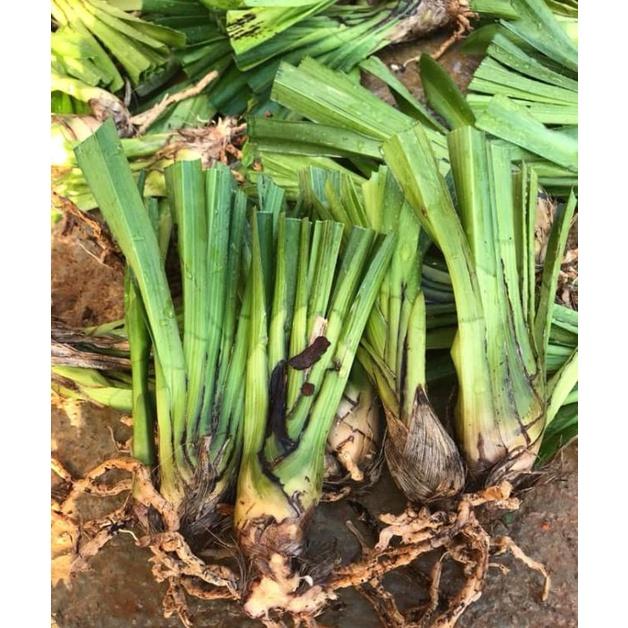 Củ giống hoa địa lan santo hoa màu đỏ - 1 củ