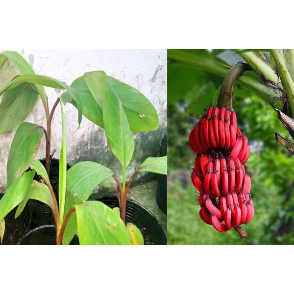 CÂY GIỐNG CHUỐI TÂY ĐỎ DACCA CHUẨN F1