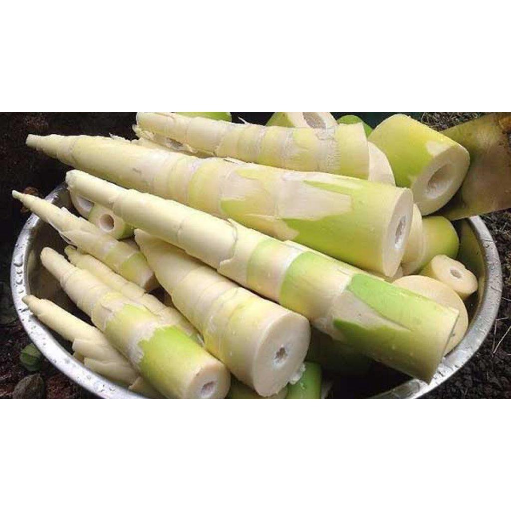 CÂY GIỐNG TRE ĐIỀN TRÚC TRỒNG LẤY MĂNG - RẺ HƠN HOÀN TIỀN
