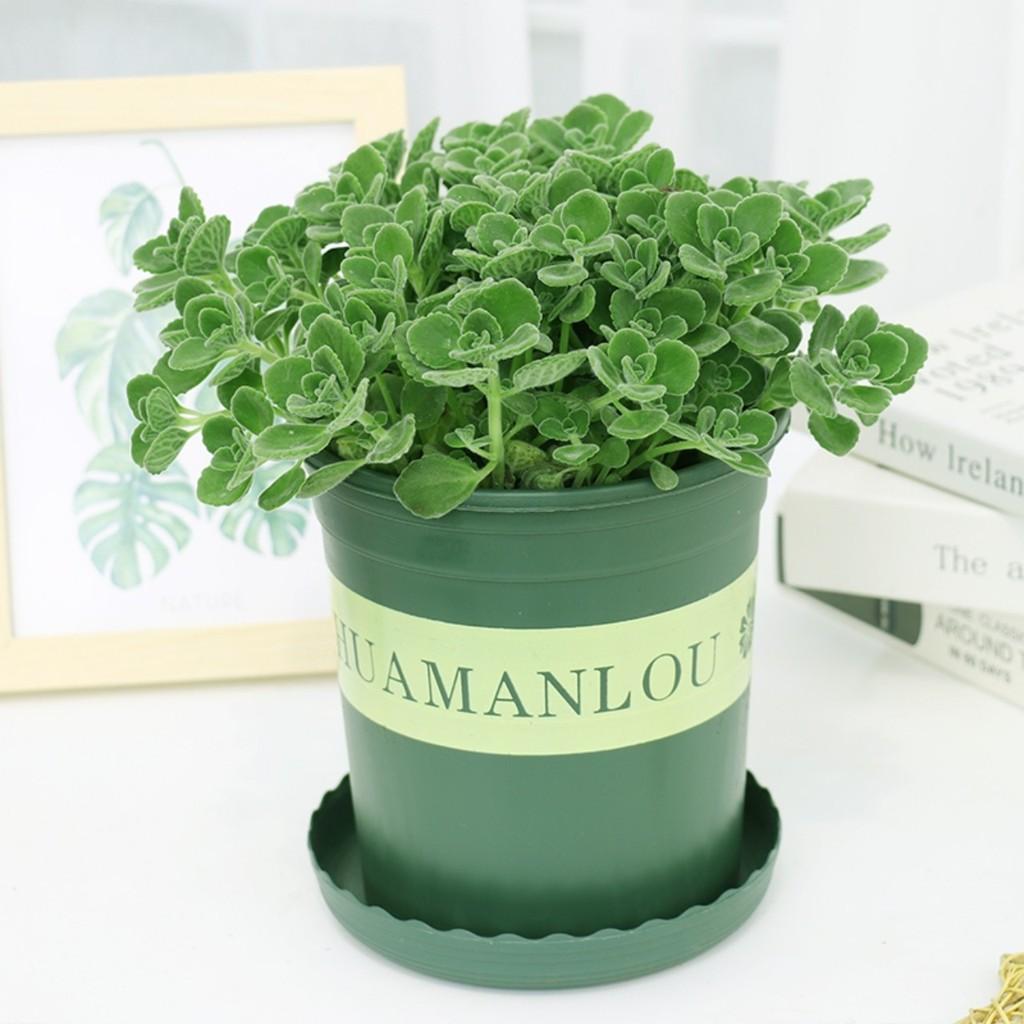 Sen đá thơm là loại cây hiếm