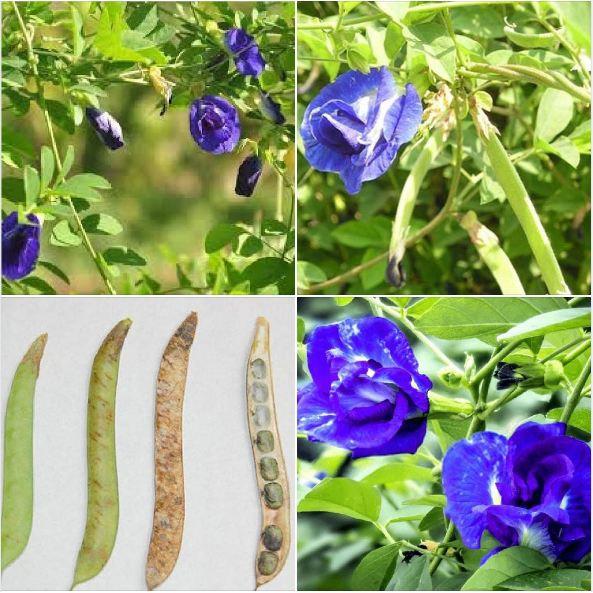Hạt giống hoa đâu biếc hoa cánh đơn - Gói 20 hạt