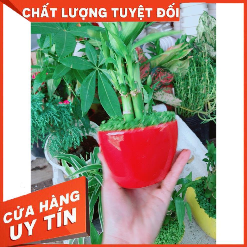 Chậu chúc phát tài hình trái tim để bàn