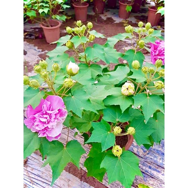 Cây hoa phù dung đổi màu đang hoa cao 70cm