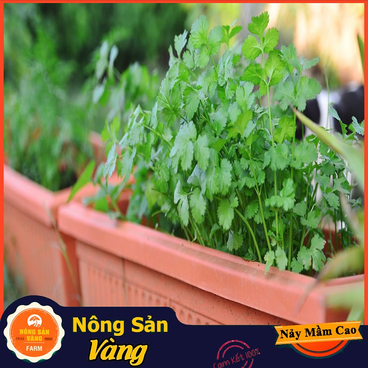 Hạt giống Rau Ngò Ta - Nông Sản Vàng